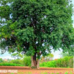 Beneficios que se extraen del árbol de Neem