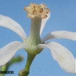 Flor del árbol de Neem