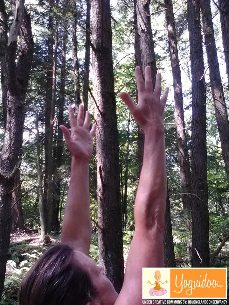Yoga en el bosque